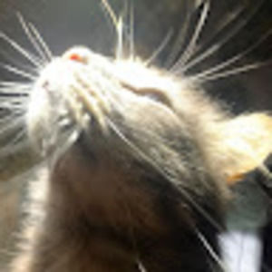 Meet your Posher, Laurel